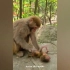 可怜的小猴子被猴妈妈殴打折磨到死