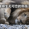 母狮带幼崽见爸爸，雄狮却只想睡觉，生无可恋看着镜头
