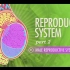 【10分钟速成课：解剖与生理】第41集 - 生殖系统 part 2 男性生殖系统