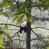 快看！熊猫树！