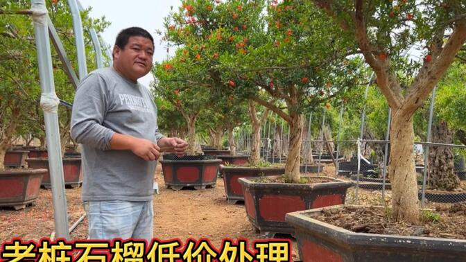 枣庄老桩石榴树价格暴跌，满园开花的树卖不出去，今年最难的一年