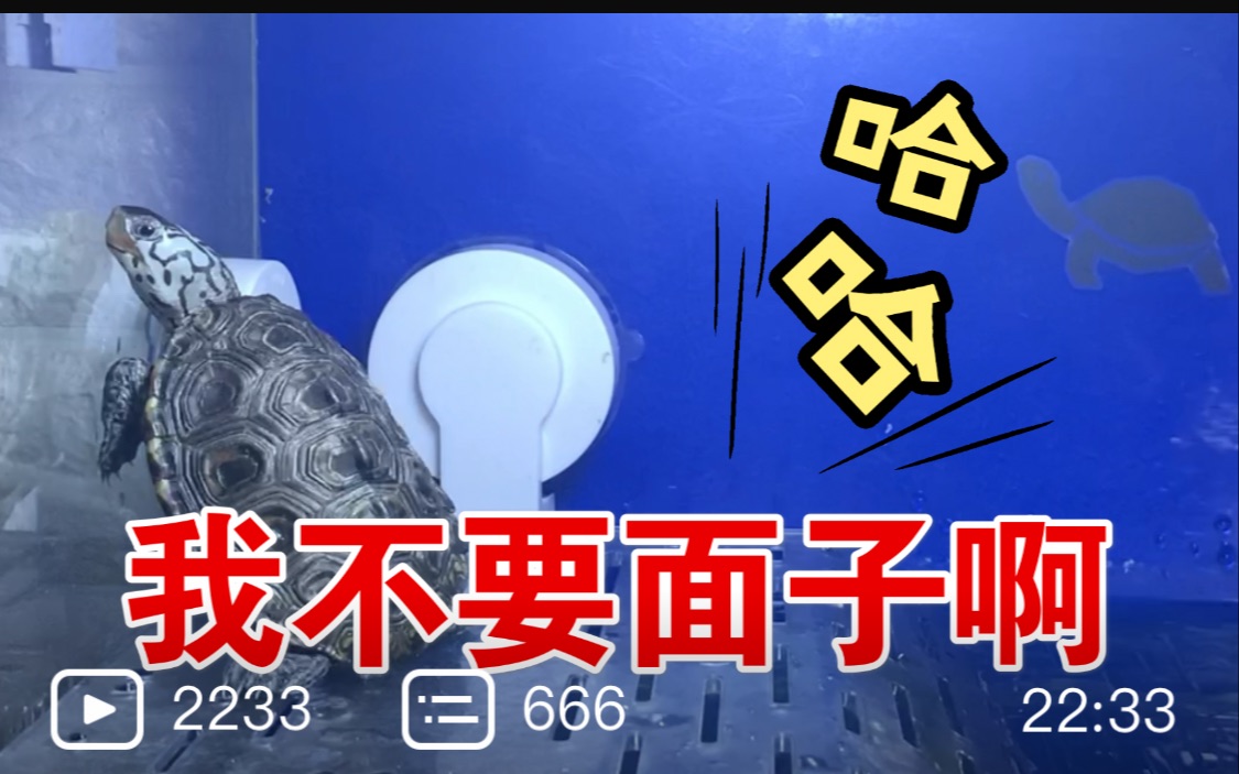 【小甲鱼?】那些年的龟龟们哔哩哔哩bilibili