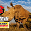 世界最后2只北白犀，军队58人持枪24小时保护，为啥还灭绝了