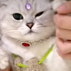 骚猫跳艳舞 小样迷不死你