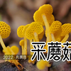 来来来，泡泡一边找蘑菇一边教你们识别蘑菇