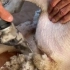 如何完美的剃一只小肥羊的毛？牧场主朋友亲自教学，滑溜溜的