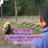 考古视频：七年前大熊猫福宝的爹地园欣与姜爷爷第一次见面 #大熊猫 #熊猫 #国宝不愧是国宝