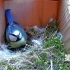 蓝山雀筑巢第17-22天：小窝基本成型！敲定方案后，茸茸两天就撸出一个鸟窝。