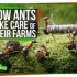 【Scishow】蚂蚁们如何管理他们的农场的？