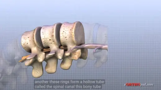 【腰椎解剖】Lumbar Spine Anatomy
