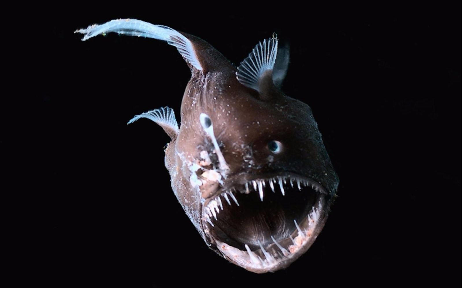 Глубоководная рыба удильщик