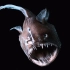 深海实拍一只恐怖的黑角琵琶鱼