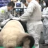 大熊猫就不要面子的啊，人工取精还被围观录像