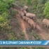 美国媒体(TODAY):报道野生大象群在神秘的跋涉中暂停小睡