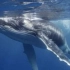 座头鲸为什么就是跟虎鲸过不去？