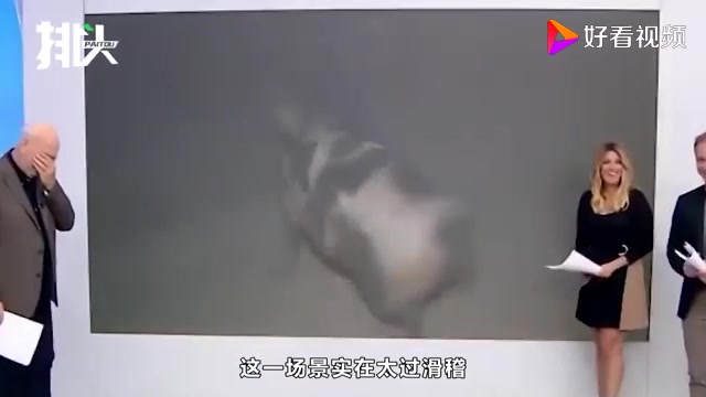 记者直播洪灾被母猪猛追，主持人没憋住笑作一团