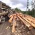 砍完树运木材，胆量加技术，缺一不可