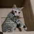 【猫猫】小猫咪和纸箱的适配度