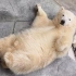 【白熊】小北极熊：我不想起床呀