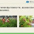 30掌叶覆盆子的采收与加工《常见浆果的新型栽培模式及管理》于华平