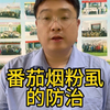 怎样防治番茄烟粉虱