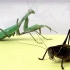 螳螂vs蝈蝈，蝈蝈成功反杀螳螂