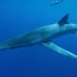 世界上最优雅的鲨鱼 大青鲨