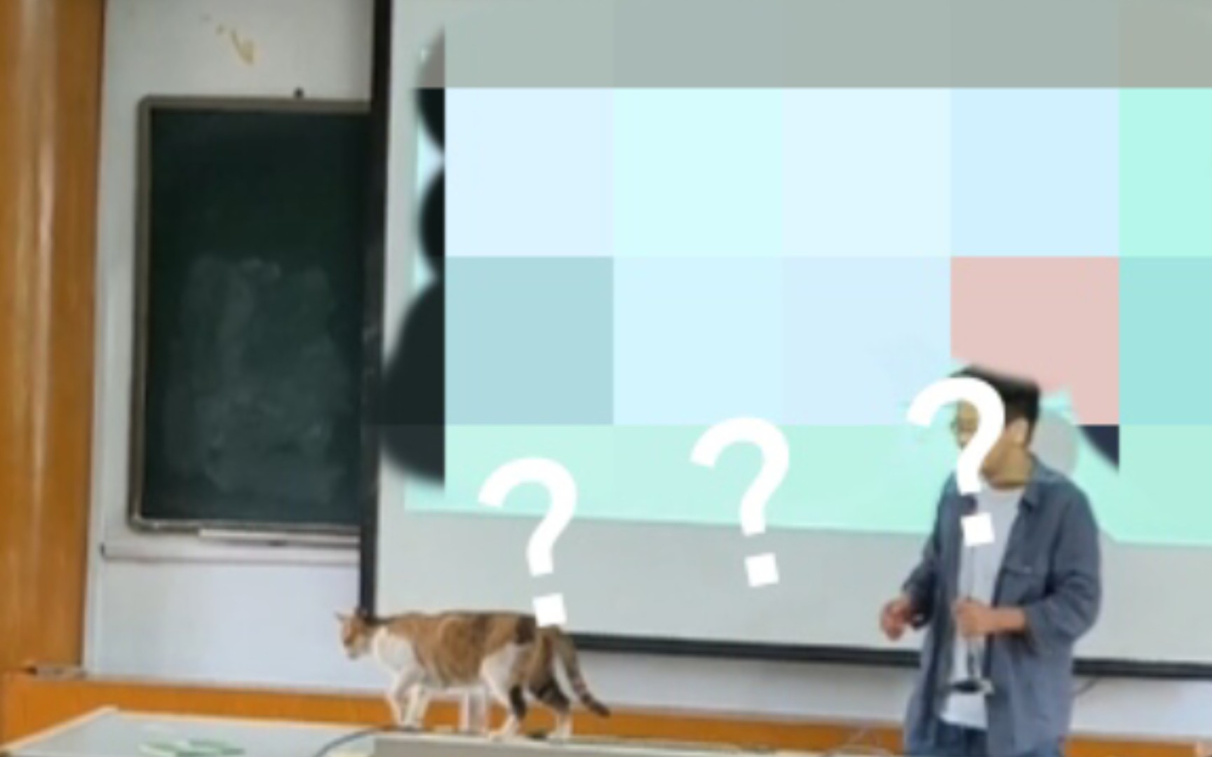 关于上课时一只修猫跳上了讲台这件事