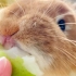 兔子沉浸式 吃牛奶枣｜不许偷看我的大板牙 要生气啦！！！