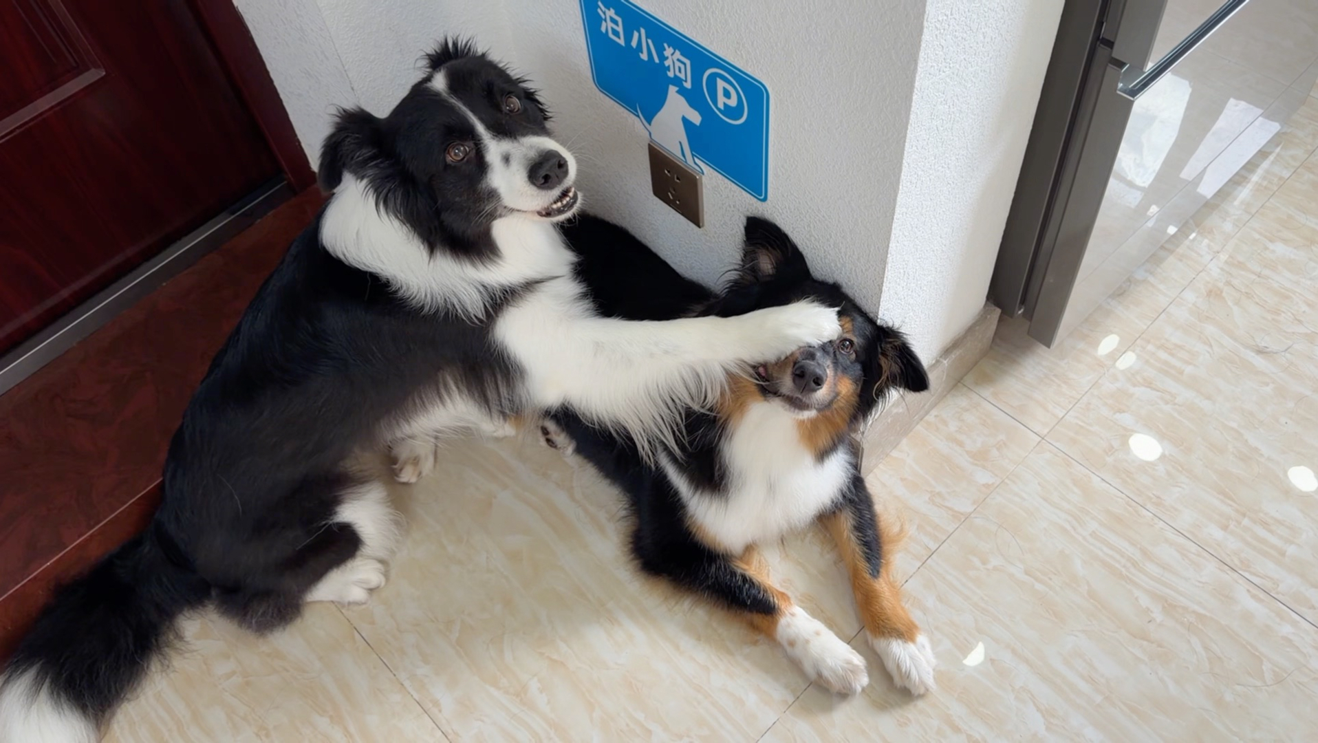 把西米露给我拿过来