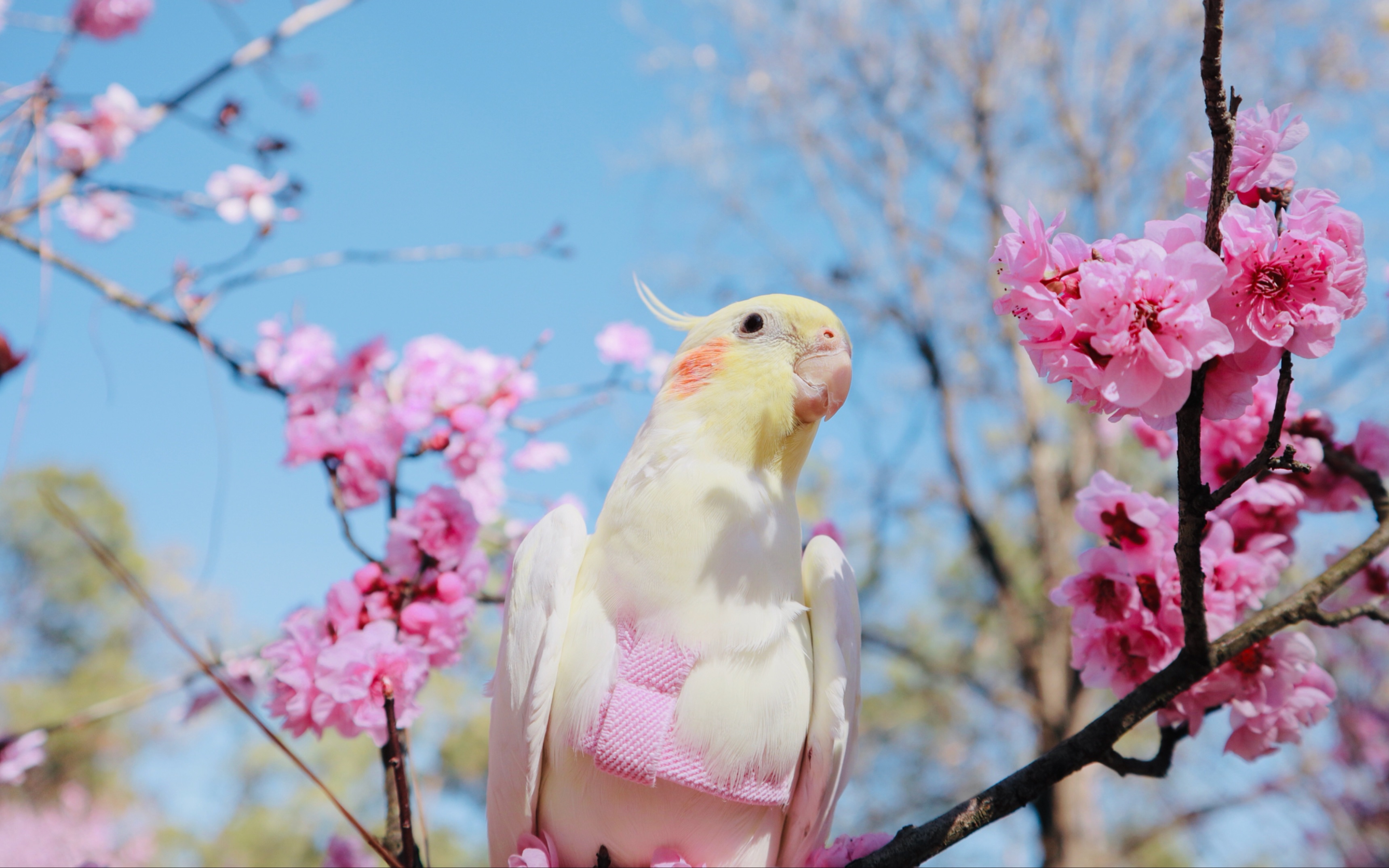 玄凤鹦鹉带小叽赏樱花画面太美了