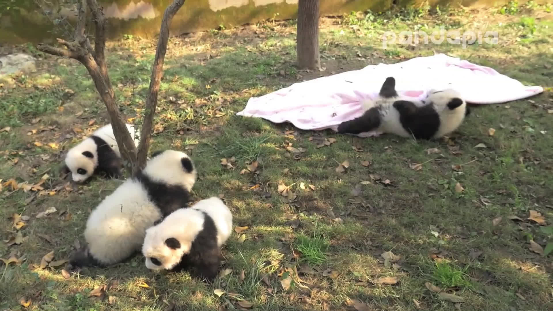 【大熊猫】熊猫滚床单全过程