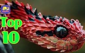 【中文字幕】全球十大最奇怪的蛇！来开开眼界吧！