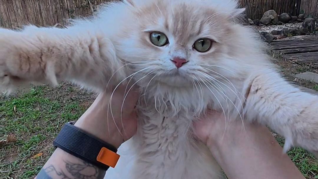 久违的抓猫来啦～