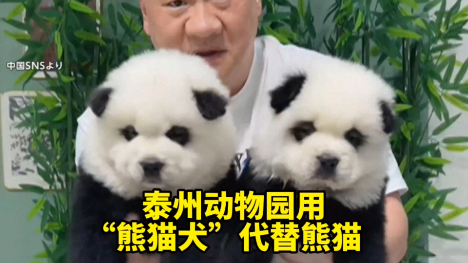 日媒:中国泰州动物园里，被染成黑白色的狗子代替熊猫吸引游客