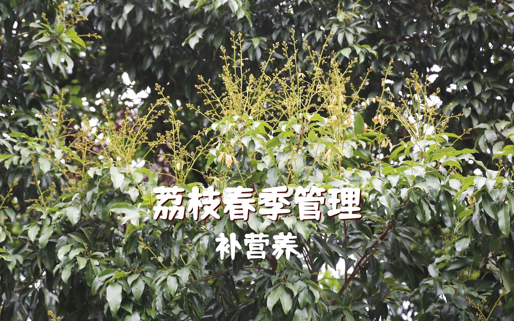 荔枝春季管理 施肥灌溉有技巧