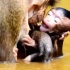 母猴带小猴子游泳，但是一直按在水中