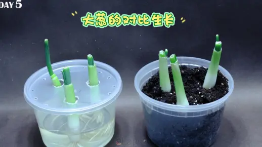 大葱在水和土壤中的对比生长(延时拍摄45天）