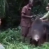 这段视频是伟大的野生动物保护家简.古道尔放归一只名叫希拉的黑猩猩时的场景。它是简教授救治的其中一只，在放归深林之时，这只