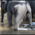 实拍大象在水里撒尿，尿量惊人！