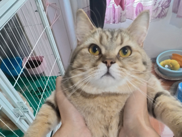 喵