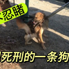 这小狗被人判了死刑，狗贩子立即现场执行，画面惨不忍睹不忍直视