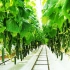 真棒温室黄瓜农场和收获 - 蔬菜农业科技大棚