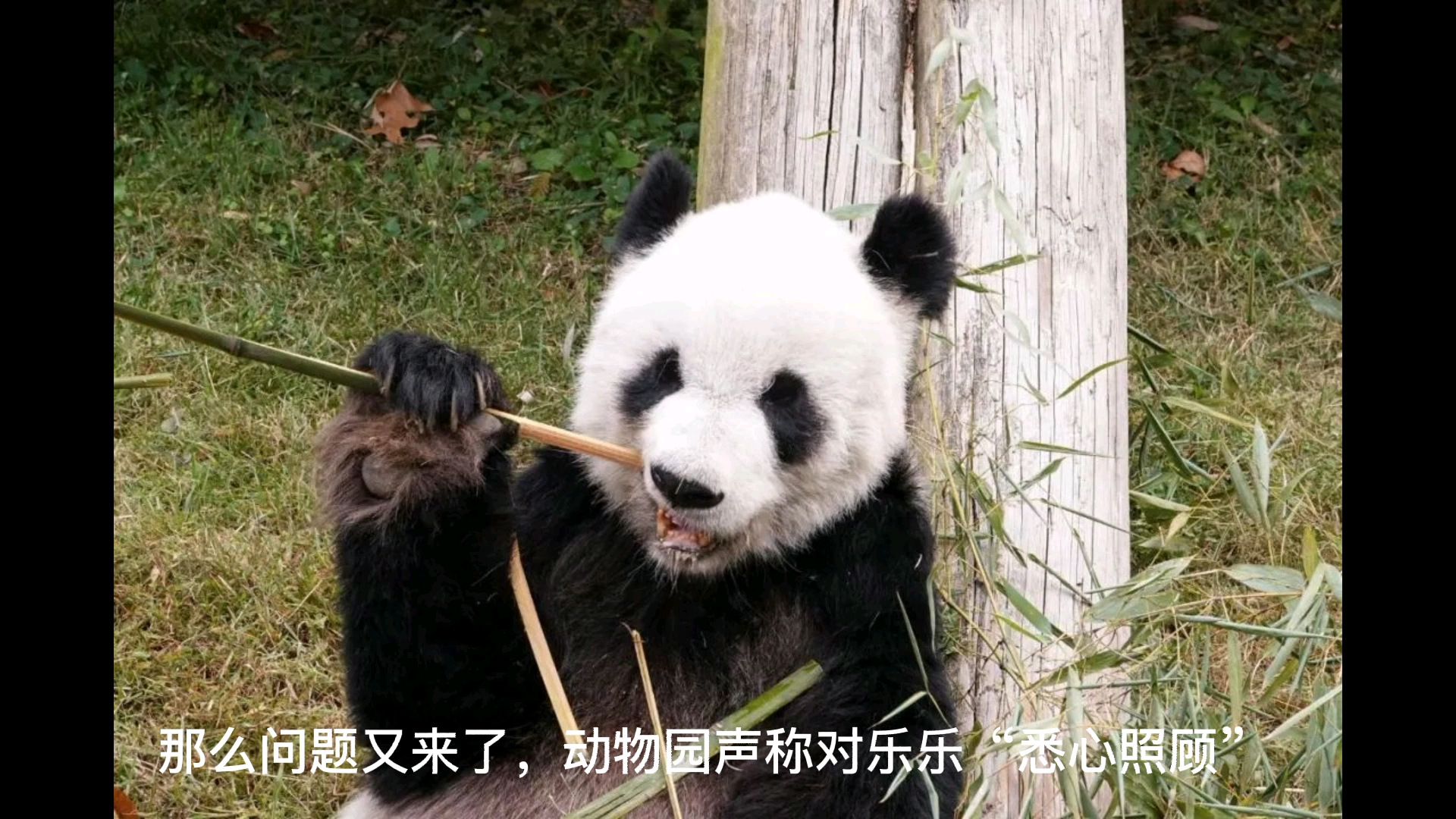 旅美大熊猫乐乐非正常死亡，疑点重重！