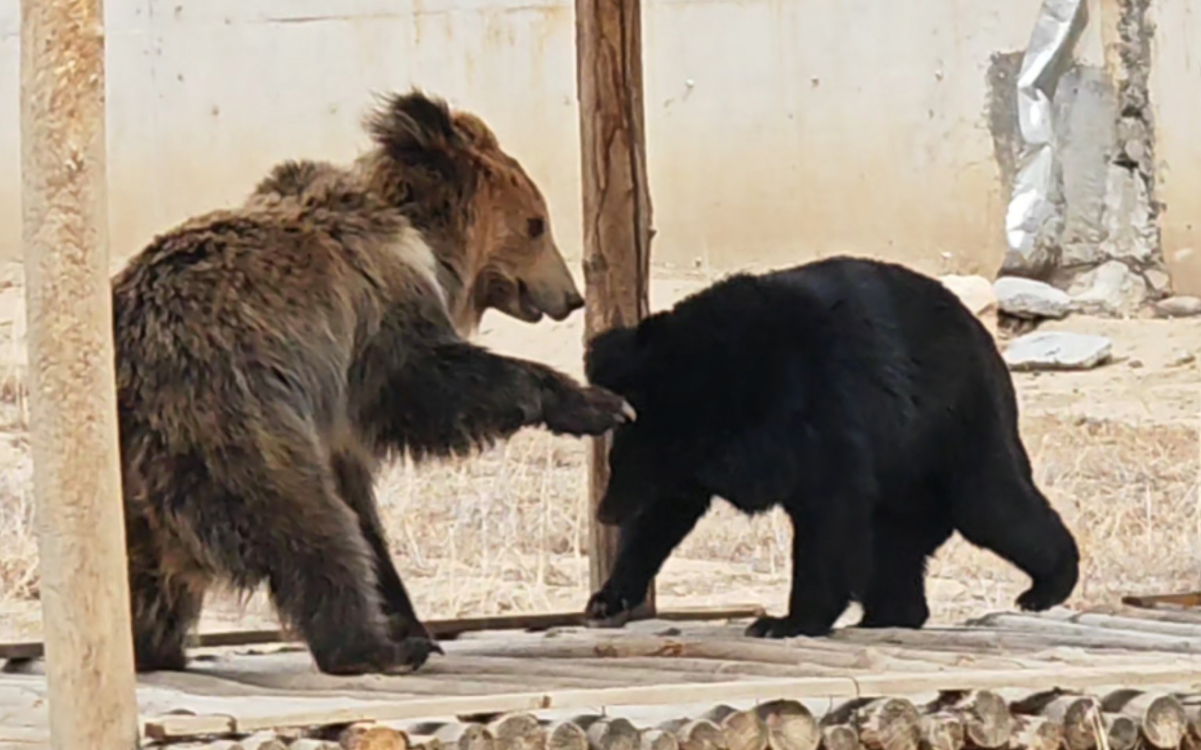 亚洲黑熊和藏马熊混养（西藏曲水动物园：亚洲黑熊、藏马熊）