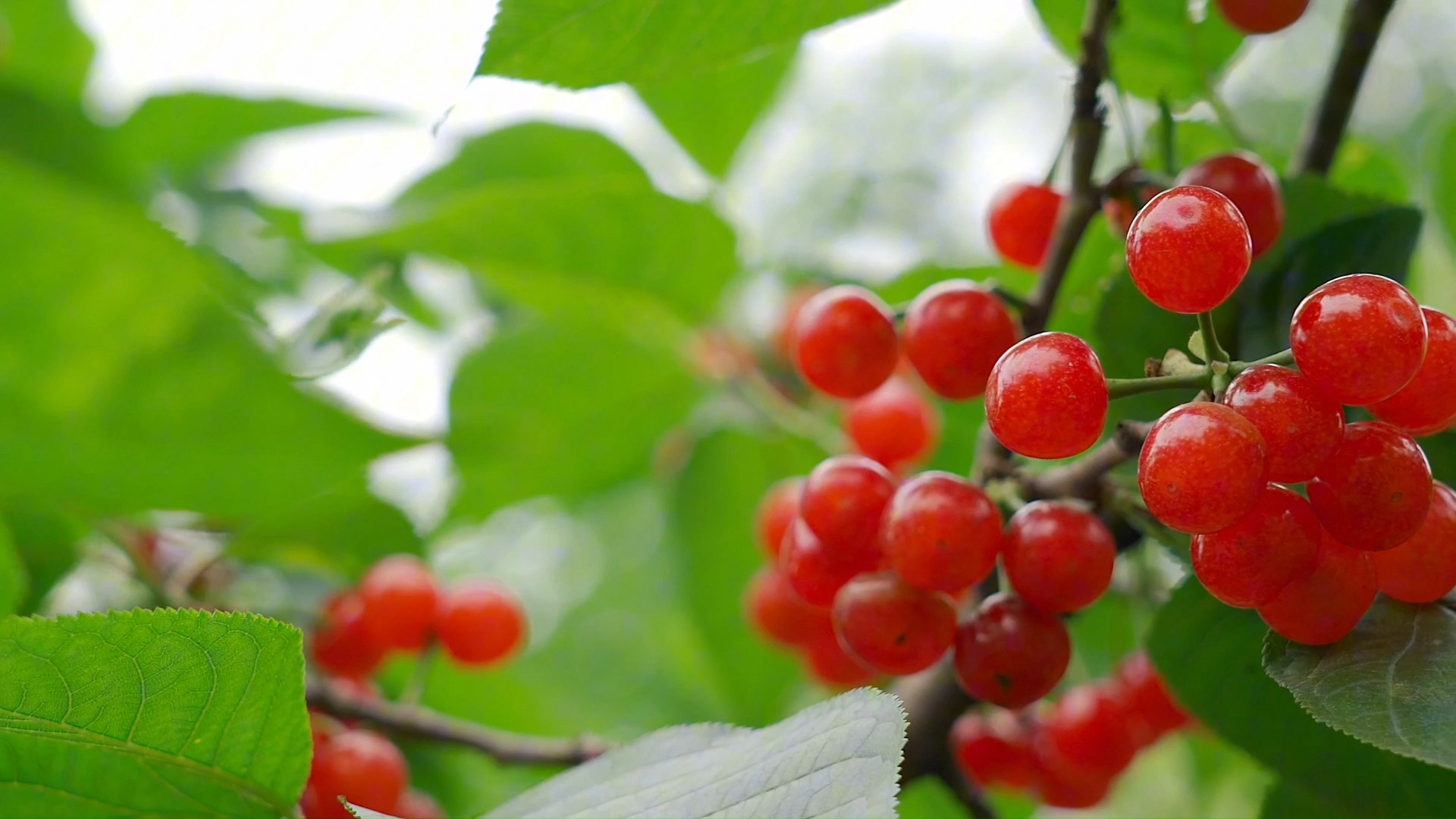 【空镜素材】红红的小樱桃