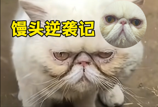 S1昆虫的救猫之旅