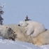 小熊躺在妈妈背上甚是安逸