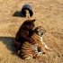 狮虎熊组合，不同的物种，一世的情谊…