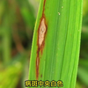 大家知道水稻病害稻瘟病吗？农业牛带大家科普一下